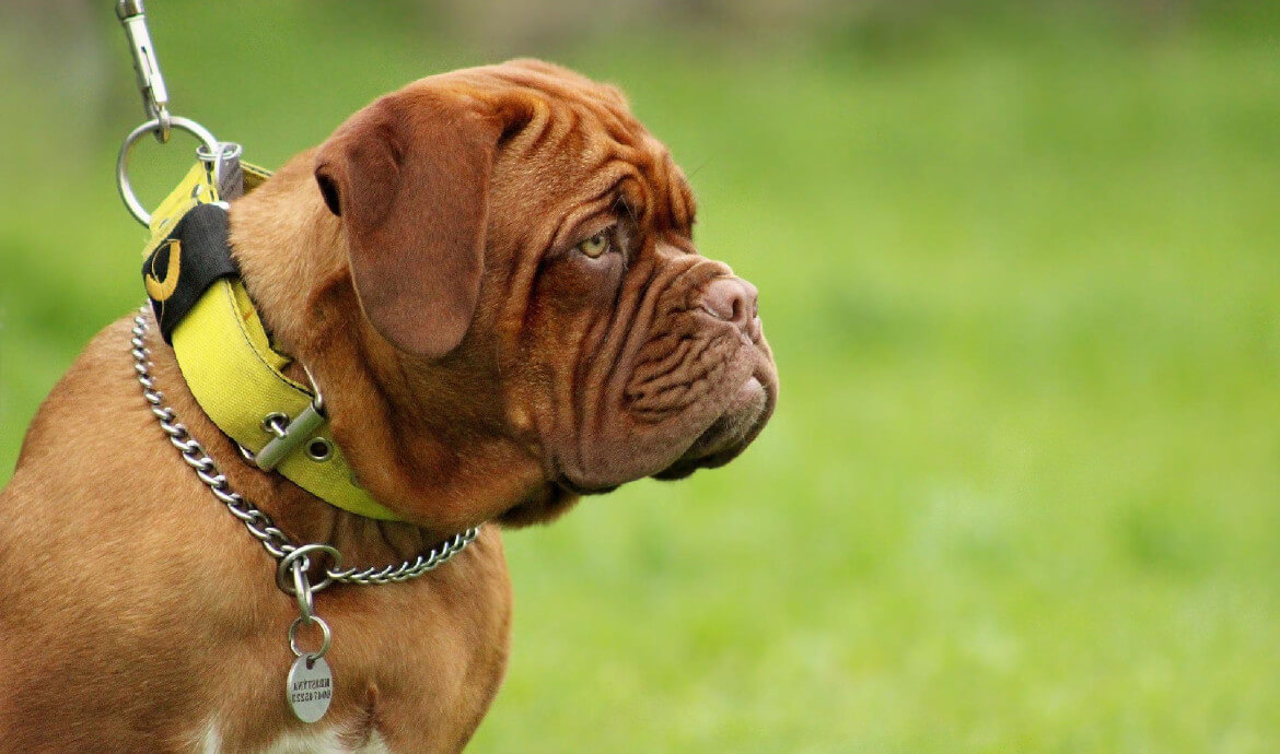 Lyssetky - co to takiego?