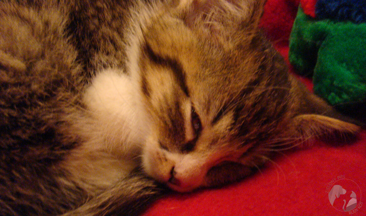 Szczepienie kota cz.2